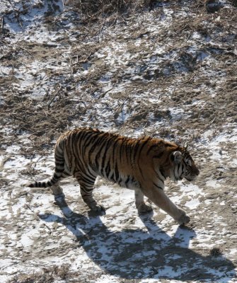 FELID - TIGER - SIBERIAN TIGER - HARBIN SIBERIAN TIGER PARK - CHINA (168).JPG