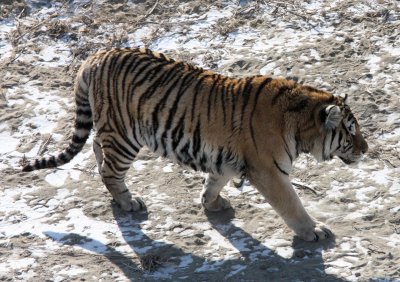 FELID - TIGER - SIBERIAN TIGER - HARBIN SIBERIAN TIGER PARK - CHINA (170).JPG