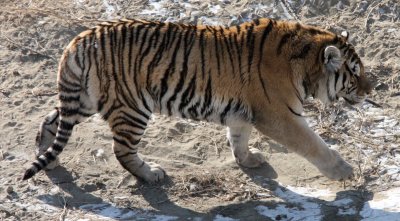 FELID - TIGER - SIBERIAN TIGER - HARBIN SIBERIAN TIGER PARK - CHINA (181).JPG