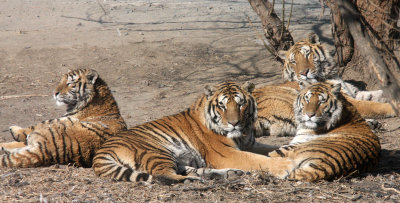 FELID - TIGER - SIBERIAN TIGER - HARBIN SIBERIAN TIGER PARK - CHINA (101).JPG