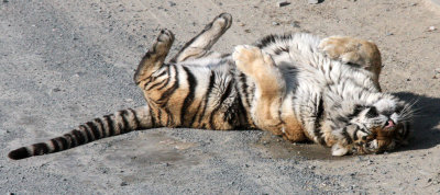 FELID - TIGER - SIBERIAN TIGER - HARBIN SIBERIAN TIGER PARK - CHINA (131).JPG