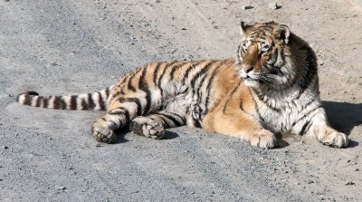 FELID - TIGER - SIBERIAN TIGER - HARBIN SIBERIAN TIGER PARK - CHINA (137).JPG