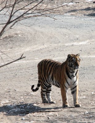 FELID - TIGER - SIBERIAN TIGER - HARBIN SIBERIAN TIGER PARK - CHINA (145).JPG