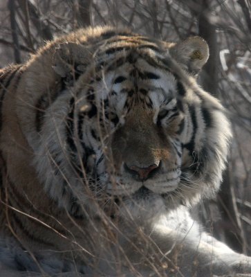 FELID - TIGER - SIBERIAN TIGER - HARBIN SIBERIAN TIGER PARK - CHINA (53).JPG