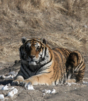 FELID - TIGER - SIBERIAN TIGER - HARBIN SIBERIAN TIGER PARK - CHINA (58).JPG