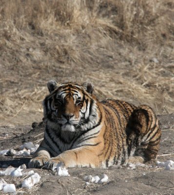 FELID - TIGER - SIBERIAN TIGER - HARBIN SIBERIAN TIGER PARK - CHINA 56.JPG