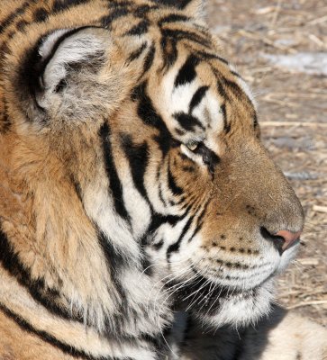 FELID - TIGER - SIBERIAN TIGER - HARBIN SIBERIAN TIGER PARK - CHINA 95.JPG