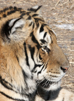 FELID - TIGER - SIBERIAN TIGER - HARBIN SIBERIAN TIGER PARK - CHINA 97.JPG