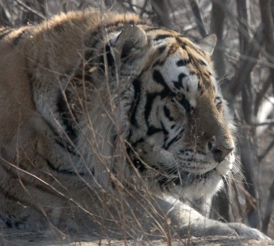 FELID - TIGER - SIBERIAN TIGER - HARBIN SIBERIAN TIGER PARK - CHINA (41).JPG