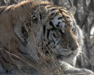 FELID - TIGER - SIBERIAN TIGER - HARBIN SIBERIAN TIGER PARK - CHINA (46).JPG