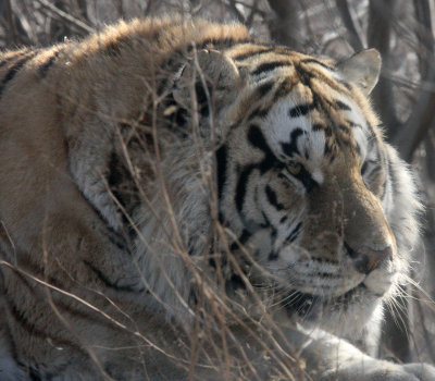 Siberian Tigers of Harbin!