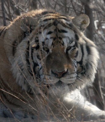 FELID - TIGER - SIBERIAN TIGER - HARBIN SIBERIAN TIGER PARK - CHINA (51).JPG