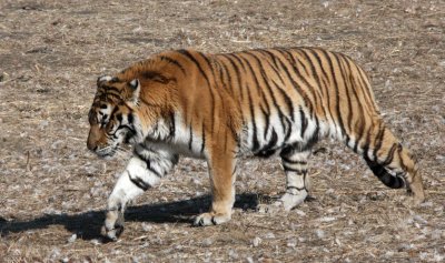 FELID - TIGER - SIBERIAN TIGER - HARBIN SIBERIAN TIGER PARK - CHINA (12).JPG