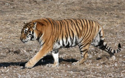 FELID - TIGER - SIBERIAN TIGER - HARBIN SIBERIAN TIGER PARK - CHINA (15).JPG