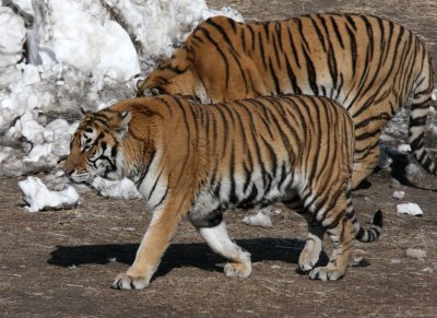 FELID - TIGER - SIBERIAN TIGER - HARBIN SIBERIAN TIGER PARK - CHINA (21).JPG