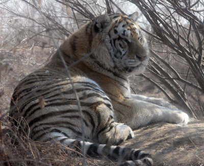 FELID - TIGER - SIBERIAN TIGER - HARBIN SIBERIAN TIGER PARK - CHINA (31).JPG