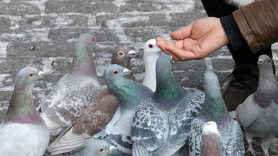 BIRD - PIGEON - HARBIN SAINT SOPHIAS CATHEDRAL CHINA (6).JPG