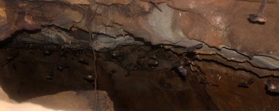 BAT - INTERMEDIATE HORSESHOE BAT - CAT TIEN NATIONAL PARK VIET NAM (7).JPG