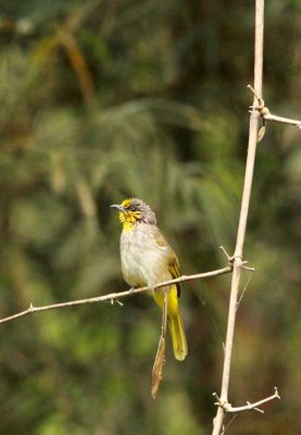 BIRD - BULBUL - STREAK-EARED BULBUL - CAT TIEN NATIONAL PARK VIET NAM (2).JPG