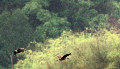 BIRD - DUCK - LESSER WHISTLING DUCK - CAT TIEN NATIONAL PARK VIET NAM (7).JPG