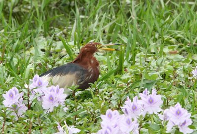 BIRD - HERON - CHINESE POND HERON - BACH MA WETLANDS AREA VIET NAM (6).JPG