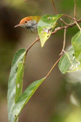 BIRD - TAILOR BIRD - DARK THROATED TAILOR BIRD - CAT TIEN NATIONAL PARK VIET NAM (6).JPG