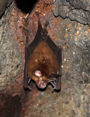 CHIROPTERA - LESSER BROWN HORSESHOE BAT - CAT TIEN NATIONAL PARK VIET NAM (2).JPG