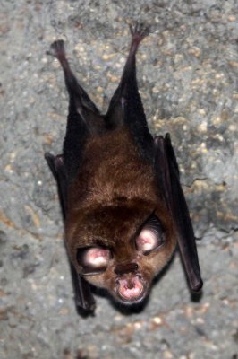 CHIROPTERA - INTERMEDIATE HORSESHOE BAT - CAT TIEN NATIONAL PARK VIET NAM (6).JPG