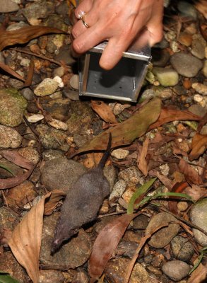 INSECTIVORE - SHREW - ASIAN HOUSE SHREW - BACH MA NATIONAL PARK VIET NAM (1).JPG