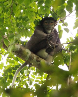 PRIMATE - DOUC - BLACK-SHANKED DOUC -  CAT TIEN NATIONAL PARK VIET NAM (120).JPG