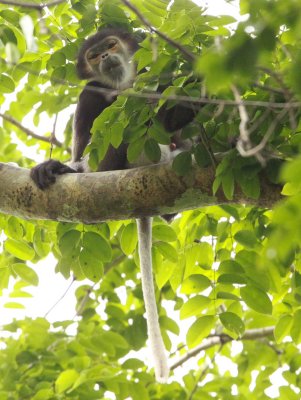 PRIMATE - DOUC - BLACK-SHANKED DOUC -  CAT TIEN NATIONAL PARK VIET NAM (25).JPG