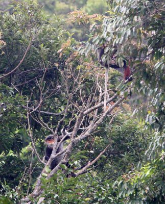 PRIMATE - DOUC - RED-SHANKED DOUC - SON TRA PENINSULA DA NANG VIET NAM (5).JPG