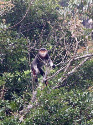 PRIMATE - DOUC - RED-SHANKED DOUC - SON TRA PENINSULA DA NANG VIET NAM (10).jpg