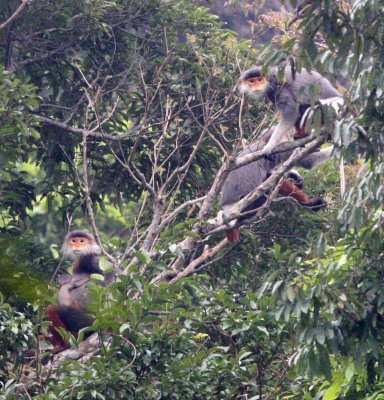 PRIMATE - DOUC - RED-SHANKED DOUC - SON TRA PENINSULA DA NANG VIET NAM (80).jpg