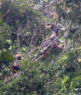 PRIMATE - DOUC - RED-SHANKED DOUC - SON TRA PENINSULA DA NANG VIET NAM (90).jpg