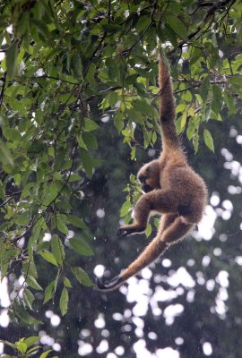 PRIMATE - GIBBON - BUFF-CHEEKED GIBBON - CAT TIEN NATIONAL PARK VIET NAM (45).JPG