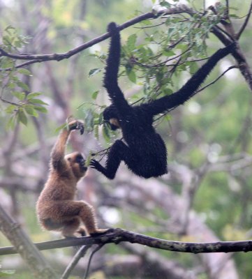 PRIMATE - GIBBON - BUFF-CHEEKED GIBBON - CAT TIEN NATIONAL PARK VIET NAM (90).JPG