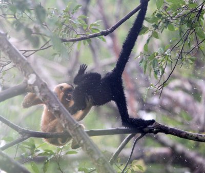 PRIMATE - GIBBON - BUFF-CHEEKED GIBBON - CAT TIEN NATIONAL PARK VIET NAM (92).JPG