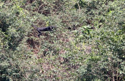 PRIMATE - LANGUR - HATINH LANGUR - PHONG NHA - KE BANG NATIONAL PARK - QUANG BINH PROVINCE VIET NAM (216).JPG