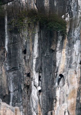 PRIMATE - LANGUR - HATINH LANGUR - PHONG NHA - KE BANG NATIONAL PARK - QUANG BINH PROVINCE VIET NAM (35).JPG