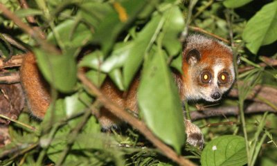 PRIMATE - PYGMY SLOW LORIS - PHONG NHA - KE BANG NATIONAL PARK - QUANG BINH PROVINCE VIET NAM (76).JPG