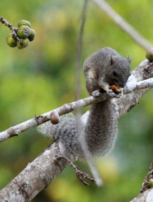 RODENT - SQUIRREL -Pallass Squirrel (Callosciurus erythraeus flavimanus - CAT TIEN NP VN (20).JPG