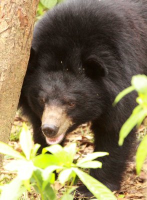 URSID - TIBETAN BLACK BEAR - CAT TIEN NATIONAL PARK VIET NAM RESCUE CENTER