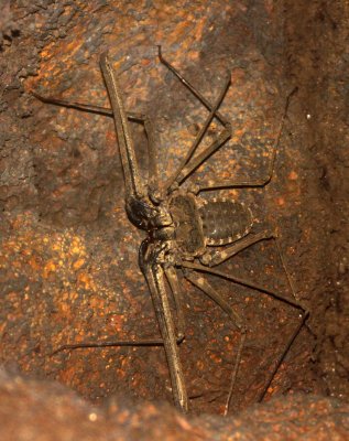 ARTHROPOD - CAVE SPIDER - CAT TIEN NATIONAL PARK VIET NAM (2).JPG