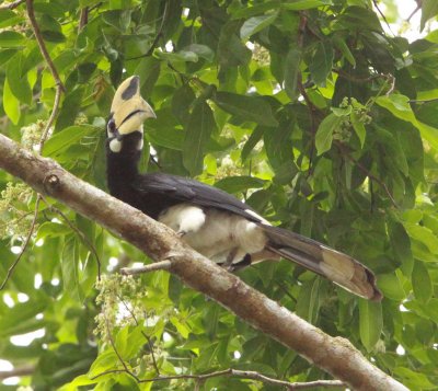 BIRD - HORNBILL - ORIENTAL PIED HORNBILL - CAT TIEN NATIONAL PARK VIET NAM (1).JPG