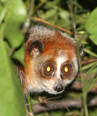 PRIMATE - PYGMY SLOW LORIS - PHONG NHA - KE BANG NATIONAL PARK - QUANG BINH PROVINCE VIET NAM (77).jpg