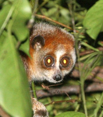 PRIMATE - PYGMY SLOW LORIS - PHONG NHA - KE BANG NATIONAL PARK - QUANG BINH PROVINCE VIET NAM (79).jpg