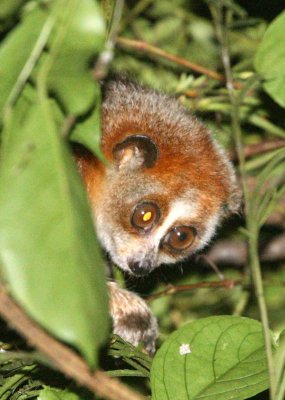 PRIMATE - PYGMY SLOW LORIS - PHONG NHA - KE BANG NATIONAL PARK - QUANG BINH PROVINCE VIET NAM (87).jpg