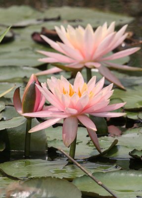 MAI PO WETLANDS HONG KONG (6).JPG
