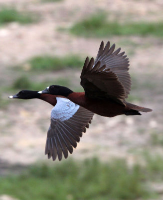 BIRD - DUCK - HARTLAUB'S DUCK - DZANGA BAI - DZANGA NDOKI NP CENTRAL AFRICAN REPUBLIC (14).JPG